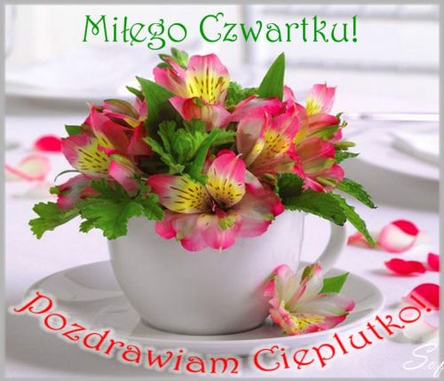 Kwiaty w białej filiżance pozdrawiam w czwartek